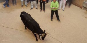 Fotografía realizada por la peña Orden del Temple.