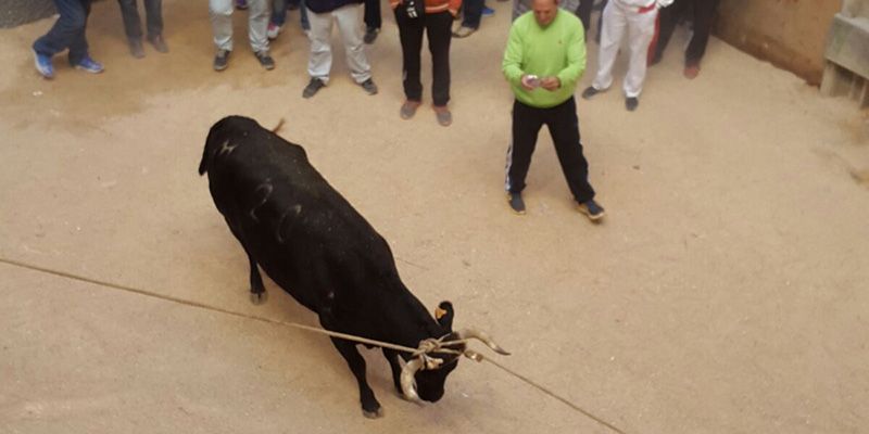 Ningún herido por asta de vaca pero dos traslados al hospital, balance del segundo día de San Mateo