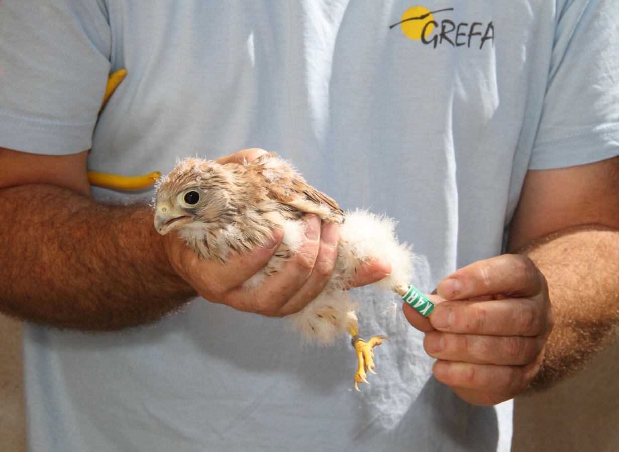 La colonia del primillar de Quer permanece estable