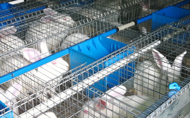 Aprobado un decreto de ayudas directas y “excepcionales” dirigidas al sector cunícola de Castilla-La Mancha