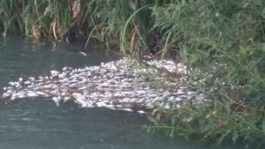 muchos peces muertos