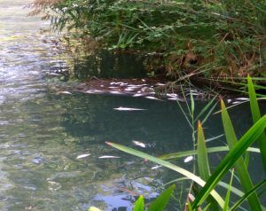 Denuncian la aparición de miles de peces muertos en el río Júcar a su paso por Cuenca 3 peces muertos jucar