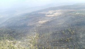 Foto: @BRIFpradotwit 