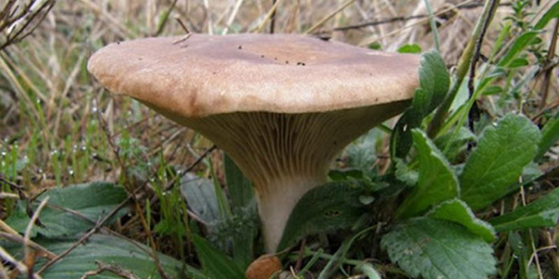 Sigüenza y Molina acogen jornadas formativas sobre micología y micoturismo organizadas por la Diputación