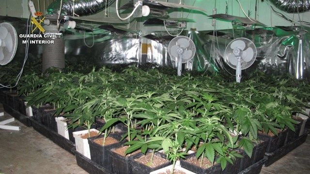 Detenidos por cultivar 950 plantas de marihuana en Cabanillas