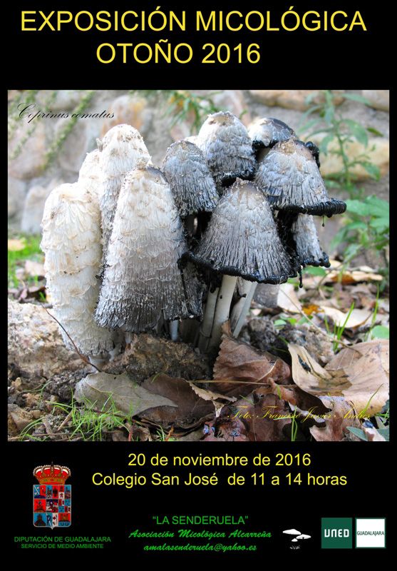 Exposición micológica el domingo 20 en el San José 3 Exposición micológica el domingo 20 en el San José