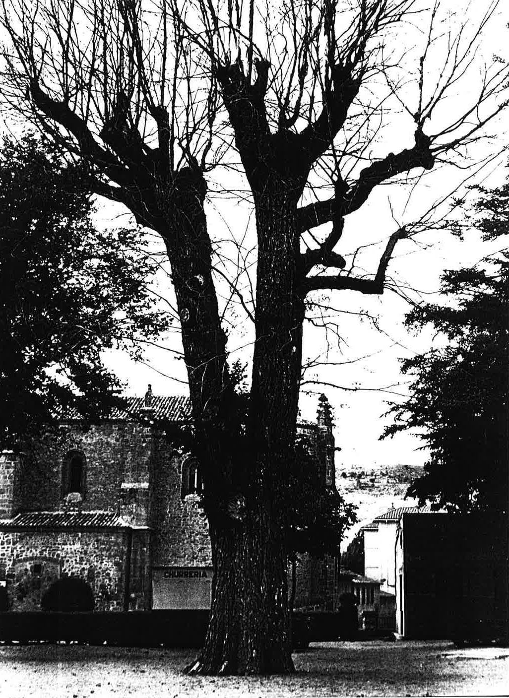 Siguenza se une al proyecto ‘Un olmo, mil historias’