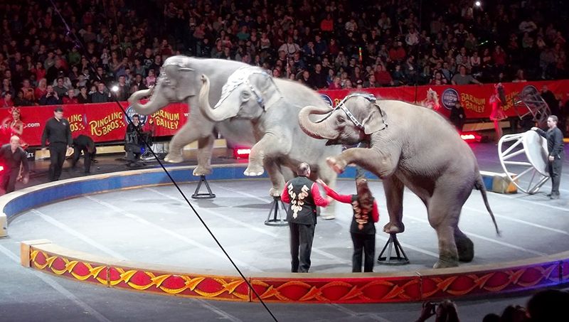 Ecologistas en Acción pide que se declare a Guadalajara ciudad libre de circo con animales