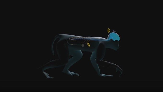 Prueban en monos un implante cerebral que permitiría devolver el movimiento a paralíticos