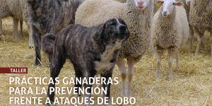 cartel jornadas lobo