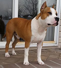 Denunciado el propietario de dos perros peligrosos por llevarlos por Guadalajara sueltos y sin bozal 1 Denunciado el propietario de dos perros peligrosos por llevarlos por Guadalajara sueltos y sin bozal