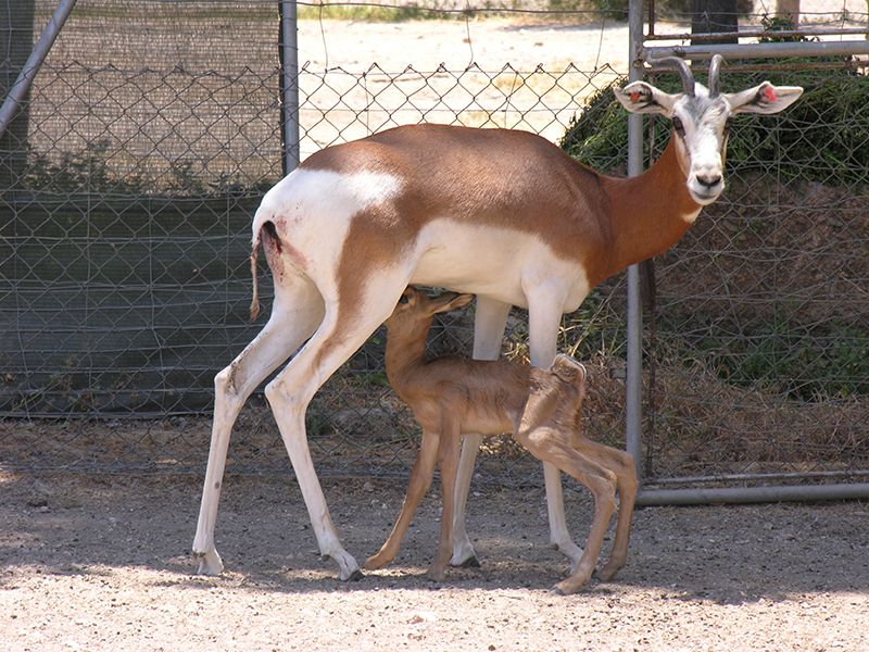 El IREC, el mejor centro del CSIC en las disciplinas de Reproducción, Veterinaria y Parasitología 1 DSCN1153