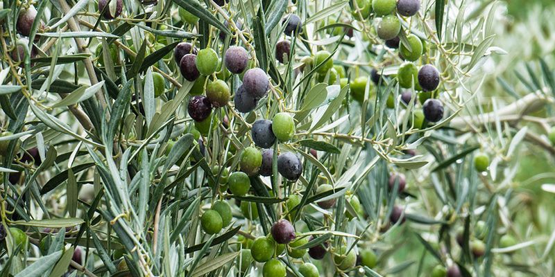 Los ladrones de aceitunas en Castilla-La Mancha lo van a tener más difícil esta campaña