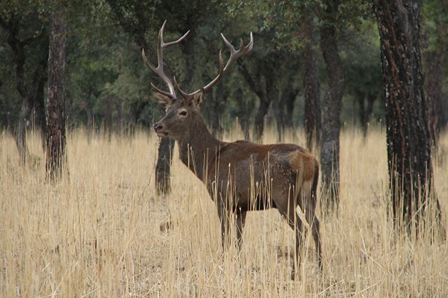 La UCLM lidera una red científica europea de distribución de la fauna silvestre y las enfermedades que transmiten