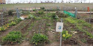 Huerto urbano Valdeluz2