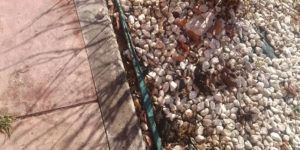 MOV 0067.mp4 snapshot 00.05 2017.02.06 12.18.28