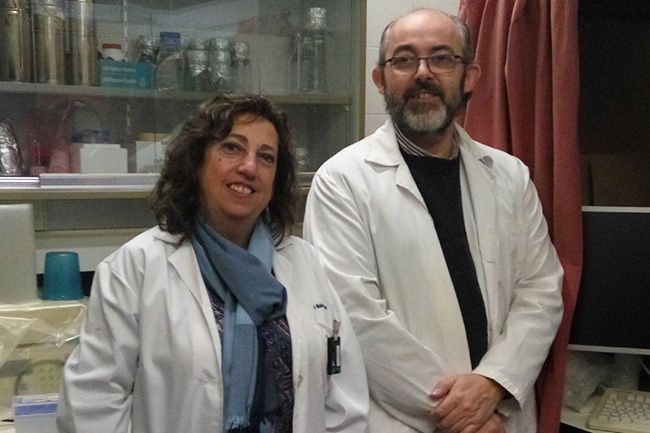 Investigadores de la UCLM descubren un nuevo papel del colesterol en la regulación de proteínas cerebrales