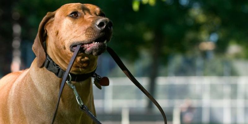 Nueve denuncias en Guadalajara por llevar el perro sin correa, alimentar gatos, no llevar al perro con bozal…