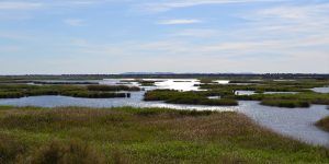 Tablas de Daimiel Autor Rafael Mateo