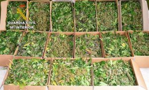 Un detenido en Madrid por cultivar 1.027 plantas de marihuana en Fuentenovilla