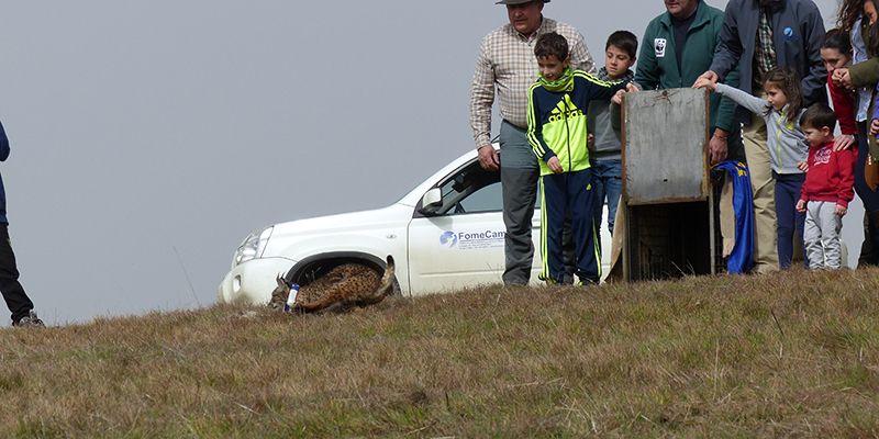 El proyecto Life+Iberlince libera cinco linces ibéricos en las provincias de Ciudad Real y Toledo