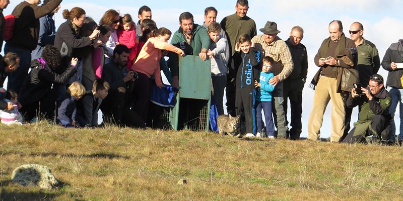 Iberlince reintroduce en Sierra Morena el primer ejemplar de los dieciséis que tiene previsto liberar en CLM durante 2017