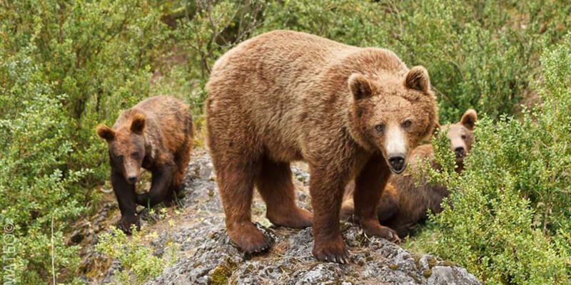 Este viernes reabre sus puertas el Parque Cinegético del Hosquillo