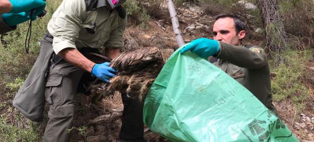 Federación de Caza y APROCA piden no criminalizar al colectivo de cazadores tras la muerte del Quebrantahuesos en Albacete