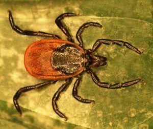 Hembra Ixodes scapularis