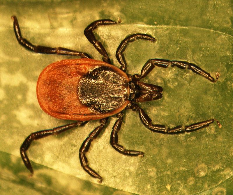 Investigadores de la UCLM descubren las estrategias de las garrapatas para protegerse de los patógenos que transmiten 3 Investigadores de la UCLM descubren las estrategias de las garrapatas para protegerse de los patógenos que transmiten