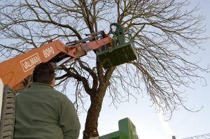 Tala preventiva de un árbol centenario del jardín de Diputación de Cuenca ante el peligro de caída 