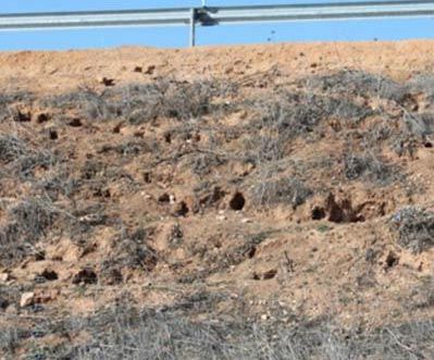 Unión de Uniones aboga por tratar la plaga de conejos y otra fauna como lo que es…, una plaga”