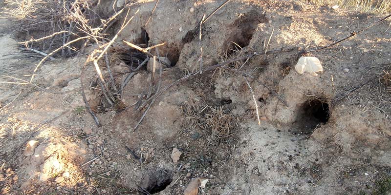 La plaga de conejos y la fauna silvestre deja sin opciones a los agricultores afectados por los daños