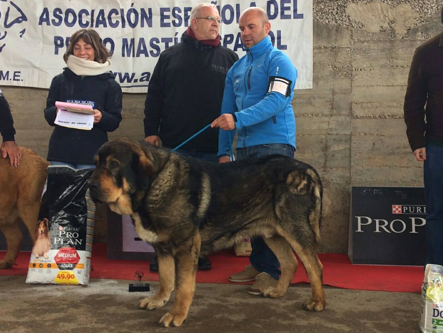 Parameras y Alcarrias y Mastines de Filandón copan los premios del Concurso de Mastín Español en Jábaga