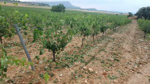 Finaliza el plazo para contratar el seguro de pedrisco en uva de vinificación y en frutales para esta campaña