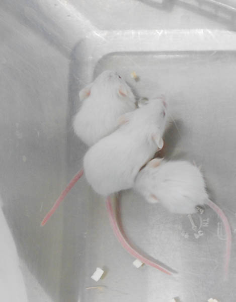 Investigadores de la UCLM demuestran cómo un gen viral bloquea la formación de tumores en vivo 3 Investigadores de la UCLM demuestran cómo un gen viral bloquea la formación de tumores en vivo