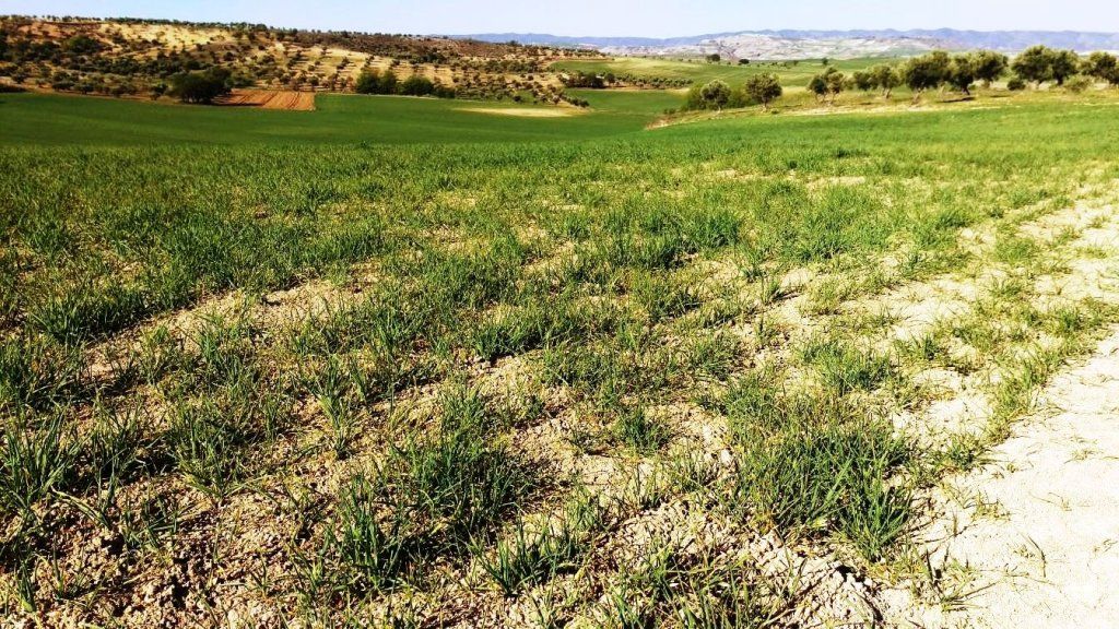 ASAJA Cuenca alerta de los efectos negativos de la sequía en el cereal
