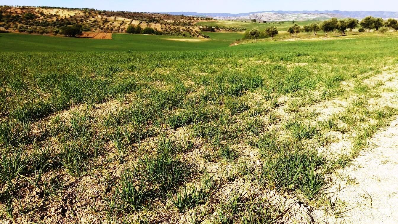 ASAJA Cuenca alerta de los efectos negativos de la sequía en el cereal