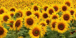 ASAJA solicita a la Dirección General de Tributos la reducción de módulos del IRPF para girasol y leguminosas