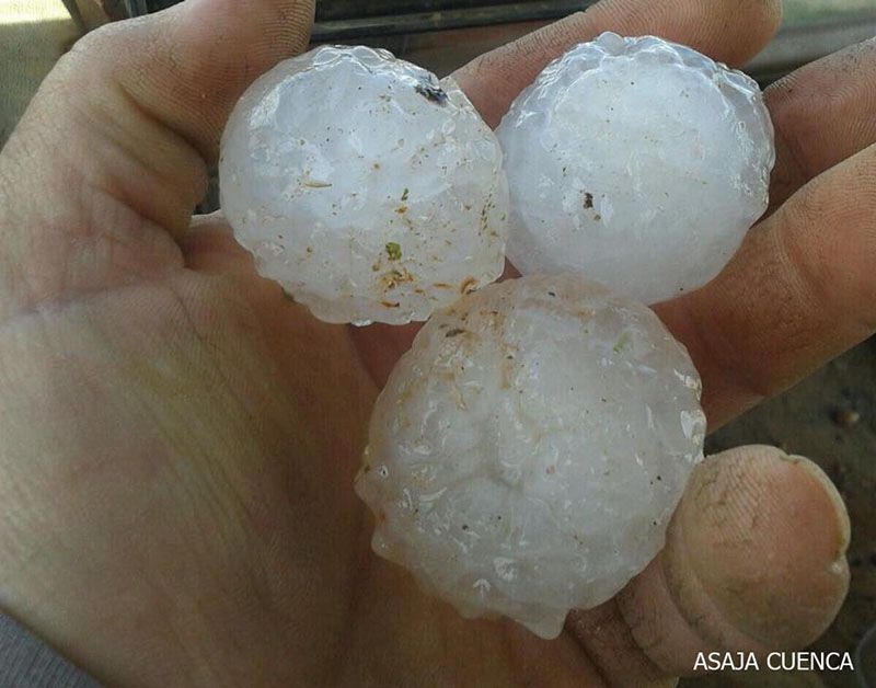 Asaja Cuenca pide a sus socios que agilicen la comunicación de siniestros por daños del pedrisco caído en el sur y noroeste de la provincia 3 Asaja Cuenca pide a sus socios que agilicen la comunicación de siniestros por daños del pedrisco caído en el sur y noroeste de la provincia
