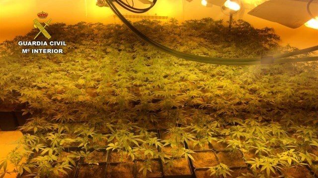 Dos detenidos en Albalate de Zorita por el cultivo de 1.424 plantas de marihuana