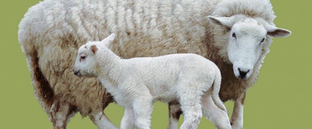 El precio de leche de oveja baja casi un 8% en marzo en Castilla-La Mancha