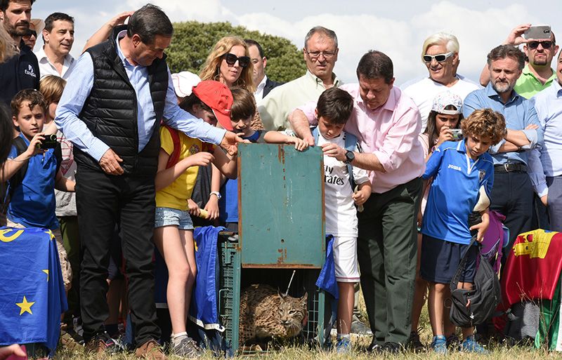 El programa LIFE+Iberlince optará al mejor proyecto de Naturaleza y Diversidad de la Unión Europea