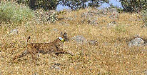 Iberlince libera a Nodriza, el último lince ibérico del año que se reintroducirá en la provincia de Ciudad Real
