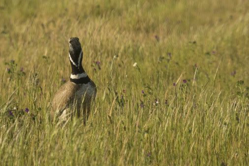 Sony se acerca, desde la distancia, a los animales en mayor peligro de extinción del mundo
