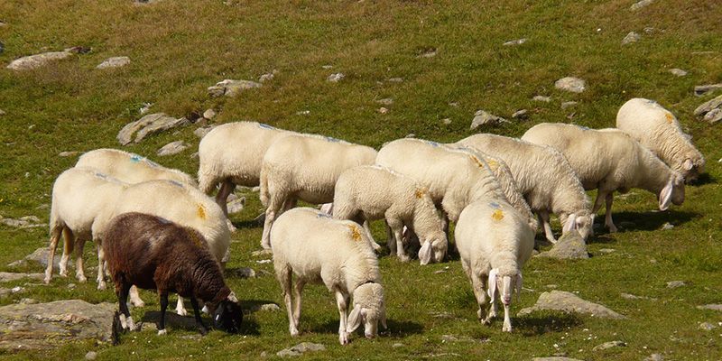 Unión de Uniones pide una indemnización del 100% del valor del animal sacrificado