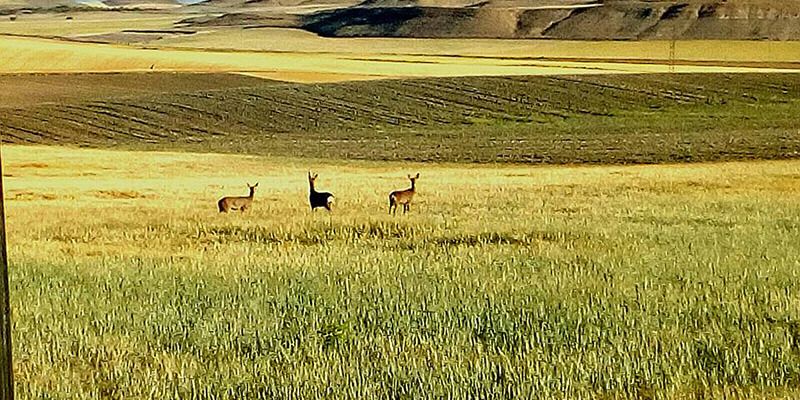 ASAJA Cuenca urge a Agricultura a agilizar la declaración de comarca de emergencia cinegética temporal en Cuenca
