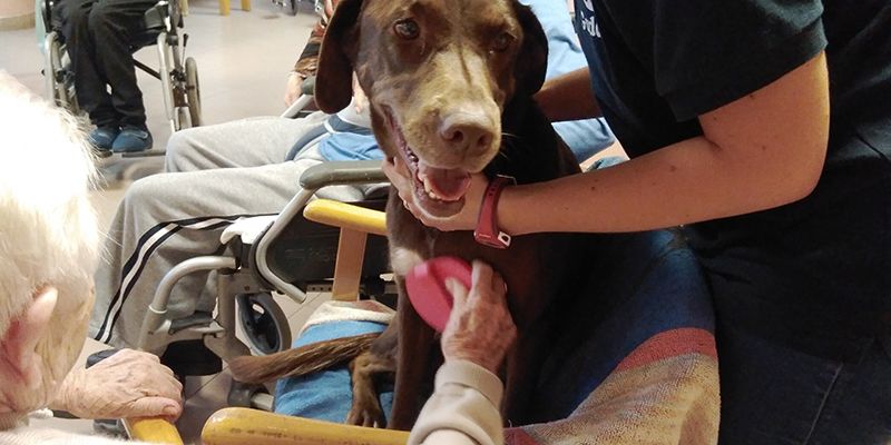 Cuatro centros de mayores de Guadalajara participan en una nueva terapia asistida con animales