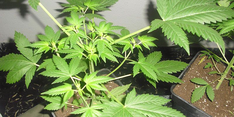 Denunciada en Guadalajara una chica de 19 años por tener dos plantas de marihuana en las ventanas de su casa