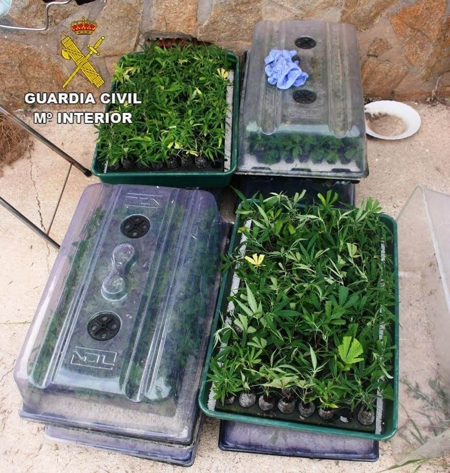 Detenida una persona e investigada otra por cultivar 1.318 plantas de marihuana en Pioz 2 Detenida una persona e investigada otra por cultivar 1.318 plantas de marihuana en Pioz